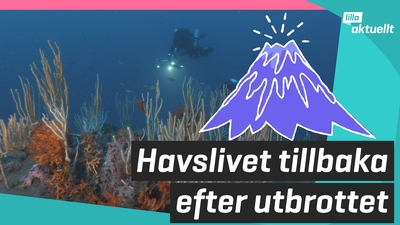 Havslivet tillbaka efter utbrottet