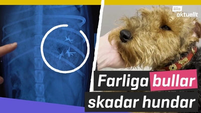Farliga bullar skadar hundar