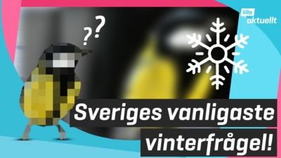 Gissa fågeln!