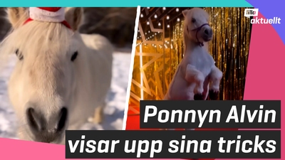 Ponnyn Alvin visar upp sina tricks