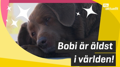 Bobi är världens äldsta hund