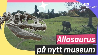 Kolla in det nya dinosaurieskelettet!