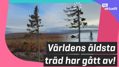Världens äldsta träd har gått av!