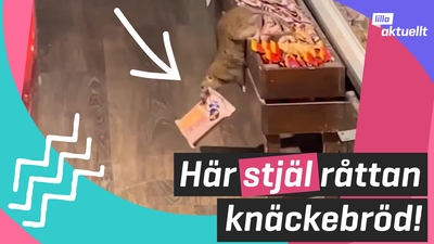 Här stjäl råttan knäckebröd!