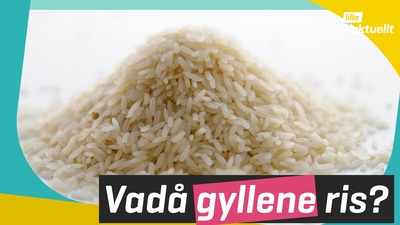 Gyllene ris skördat för första gången