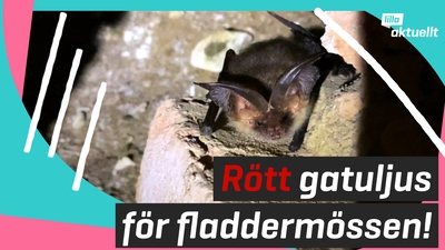 Rött ljus för fladdermössens skull
