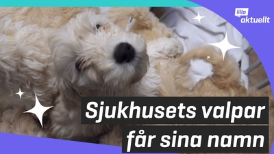 Sjukhusets valpar får sina namn