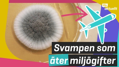 Svampen renar flygets bränsle