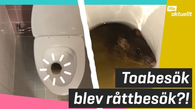 Toabesök blev råttbesök?!
