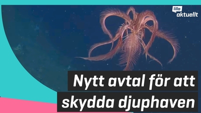 Nytt avtal för att skydda djuphaven