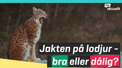 Jakten på lodjur: bra eller dålig?