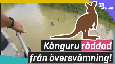 Känguru-unge räddas av polis