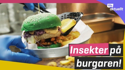 De äter mjöl från syrsor