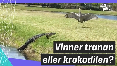 Duell mellan trana och krokodil