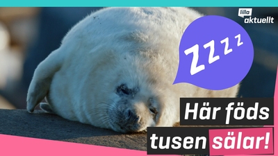 Flest sälkutar i Östersjön
