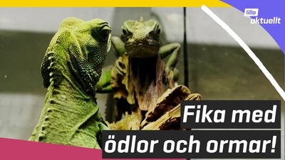 Skulle du vilja klappa en reptil?