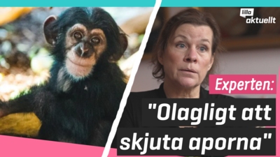 Efter apornas rymning