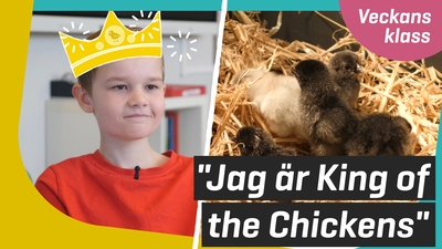 De kläcker kycklingar
