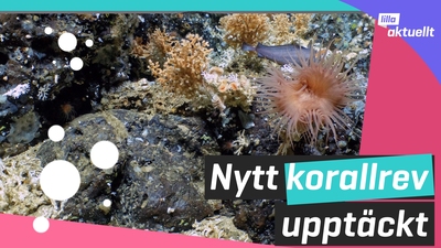 Kolla in korallrevet