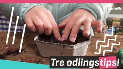 Vill du börja odla?