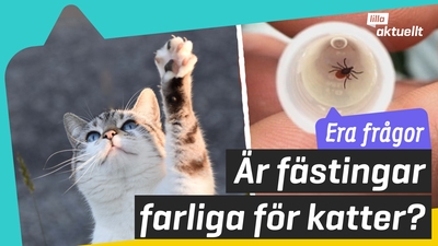 Vi svarar!