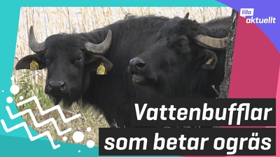 Här betar vattenbufflarna vass