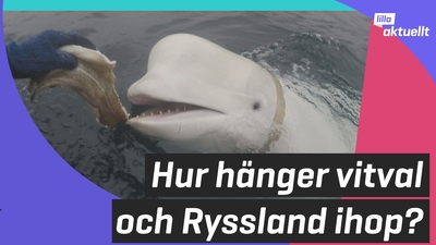 Vitval på besök i Sverige