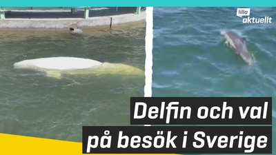 Delfin och val på besök i Sverige