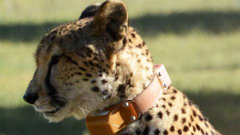 Hur Snabbt Springer En Gepard