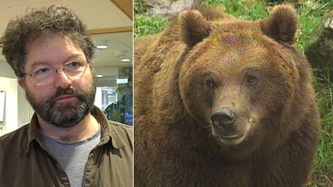 Tre björnattacker på kort tid u2013 ovanligt att de attackerar 