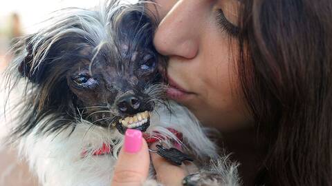 Peanuts Hund