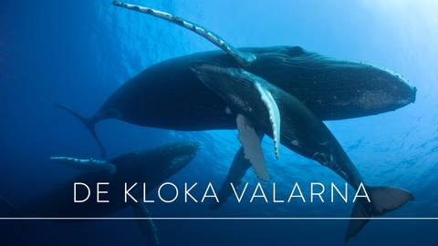 Världens natur: De kloka valarna  SVT Play