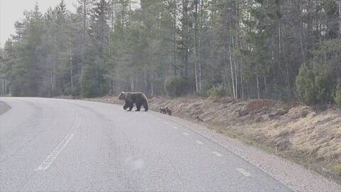 Björnar går längs med väg