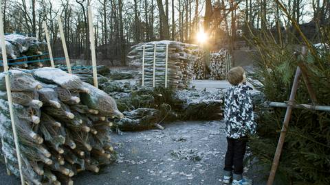 köpa julgran skellefteå Ankor men inga julgranar i Skellefteå | SVT Nyheter