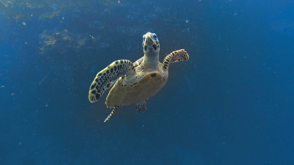 Korallrevens förtrollade värld