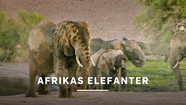 Afrikas elefanter