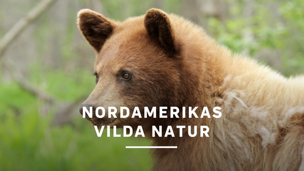 Nordamerikas vilda natur