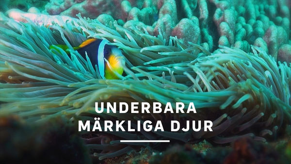 Underbara märkliga djur