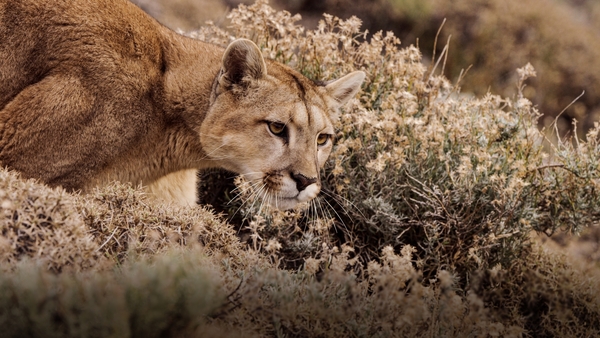 Världens natur: Patagonien