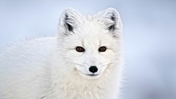 Världens natur: Hundens vilda släkte