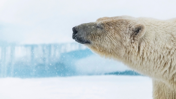 Världens natur: Frozen planet