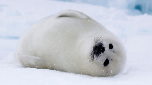 Världens natur: Frozen planet