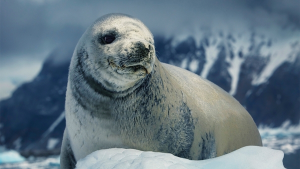 Världens natur: Frozen planet