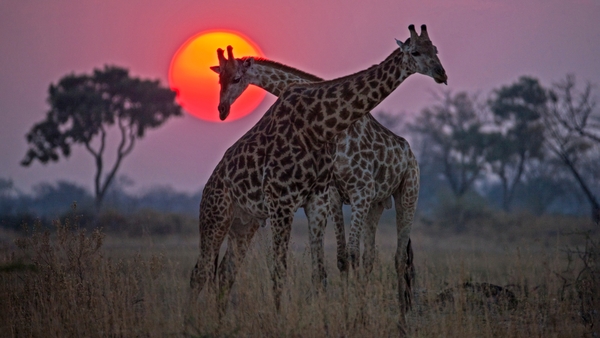 Okavango - drömmarnas flod