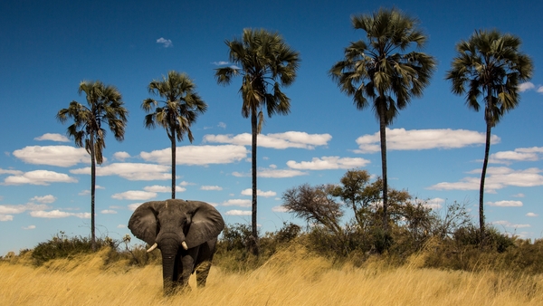 Världens natur: Okavango - drömmarnas flod