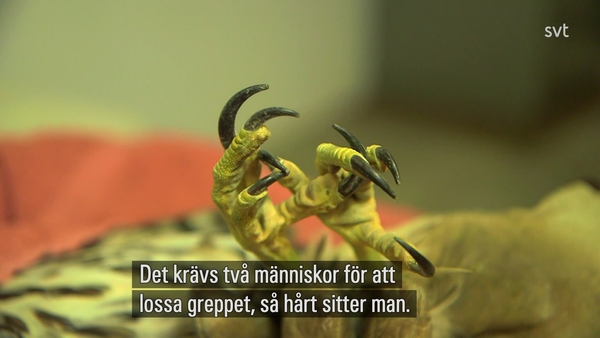 Sjukhus för vilda djur