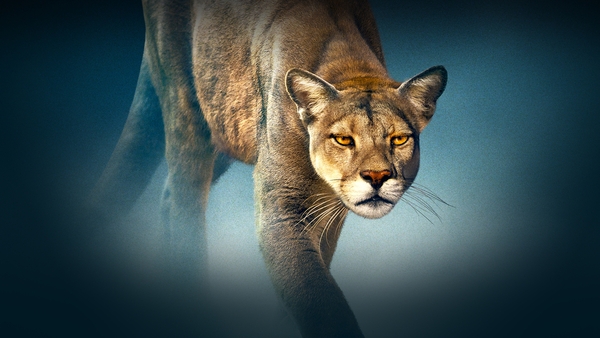 Världens natur: Puman