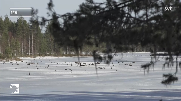 Den stora älgvandringen