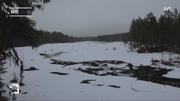 Den stora älgvandringen