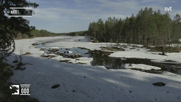 Den stora älgvandringen